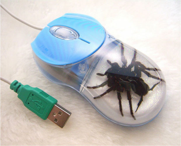 spider.jpg