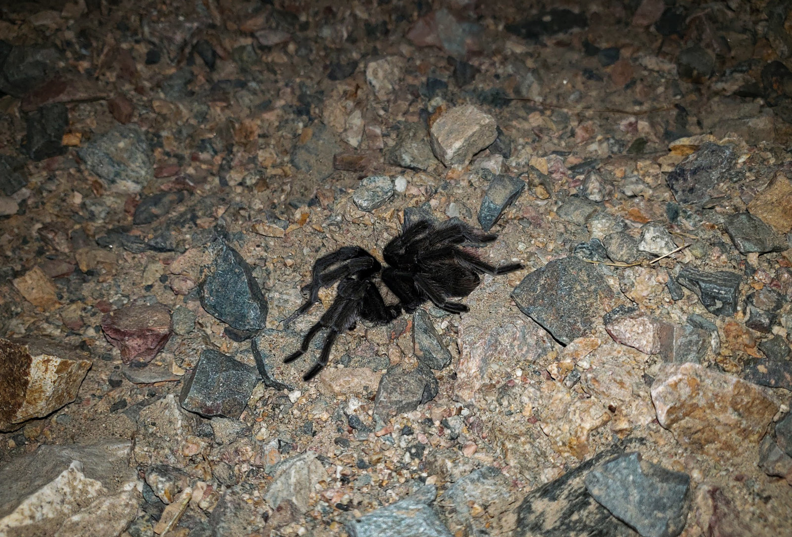 spider.jpg