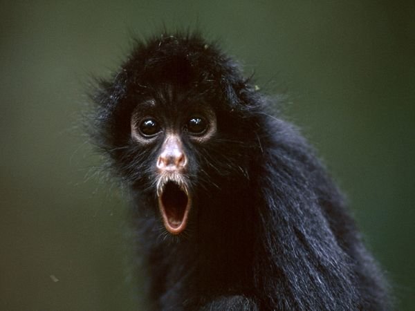 spider-monkey_719_600x450_zpshpvayqh1_ec2e6c78e1d43b78fb97861e37d6f8e8b0806258.jpg