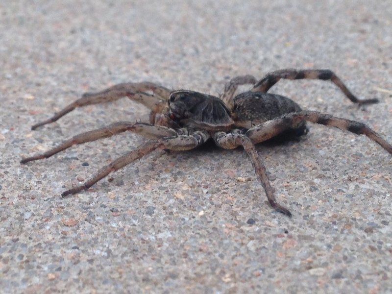Spider side.jpg