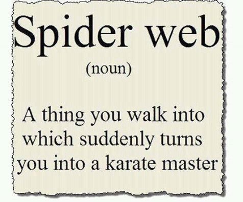 Spider web.jpg