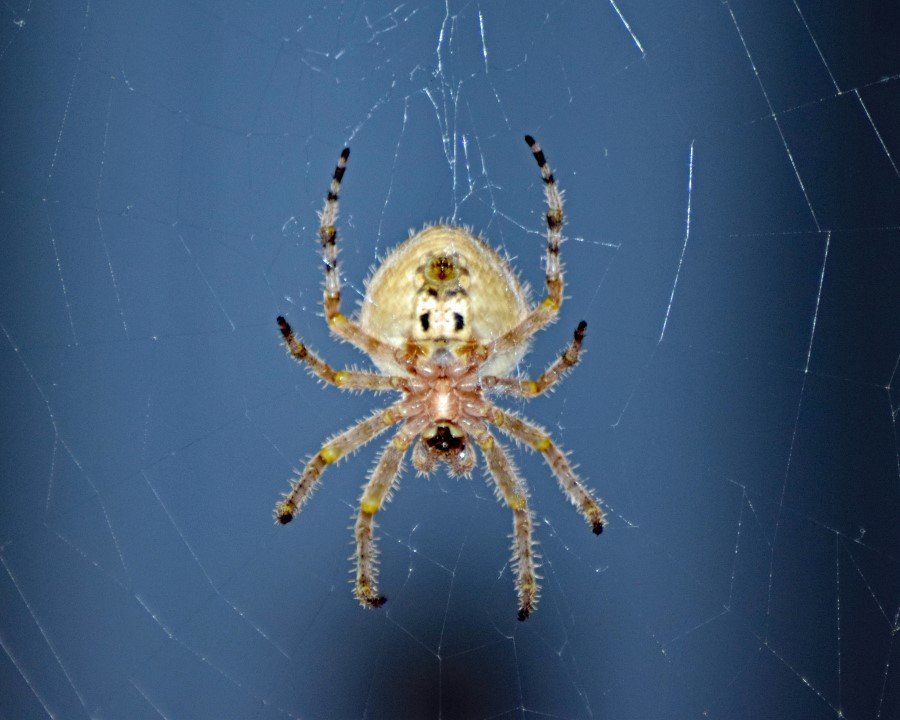 spider1.jpg