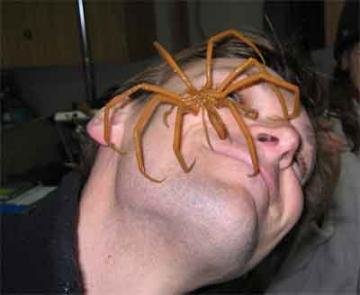 spider_a1a7e1f365d32506c354ed51f987a360c5a38446.jpg
