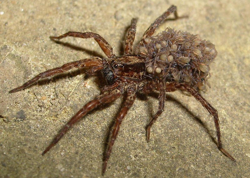 spider_mommy-746187.jpg