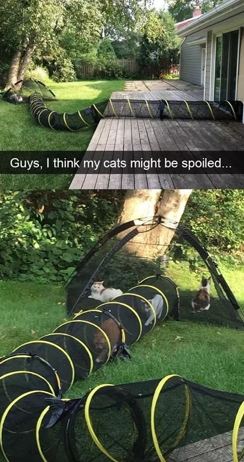 spoiled-cats.jpg
