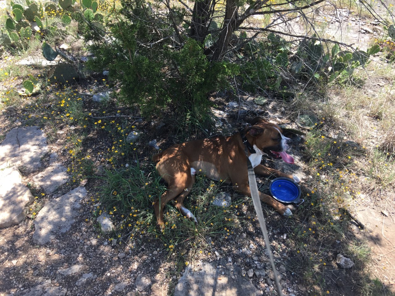 Spot Shade tree rest hiking 2.jpg