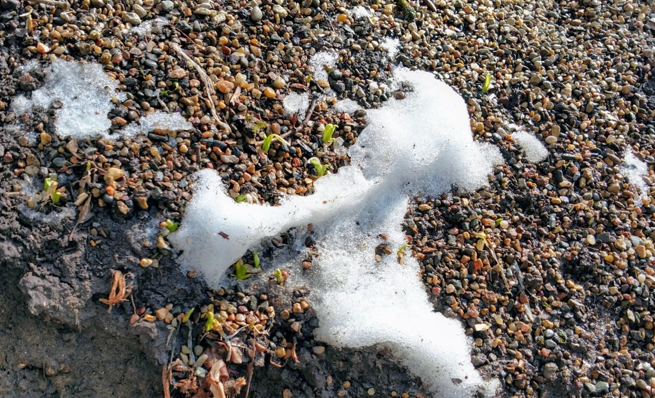 spring.jpg