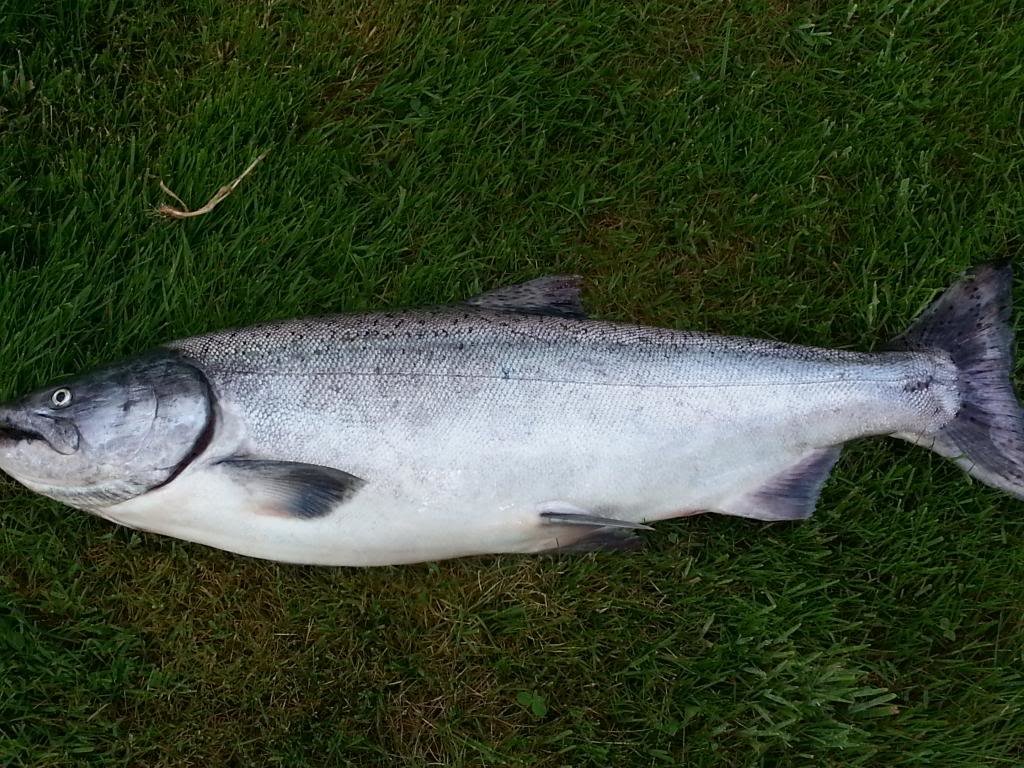 Springchinook_zpse3dae880_1ac57b9384a628d575733ec89ff8c6253e93b03a.jpg