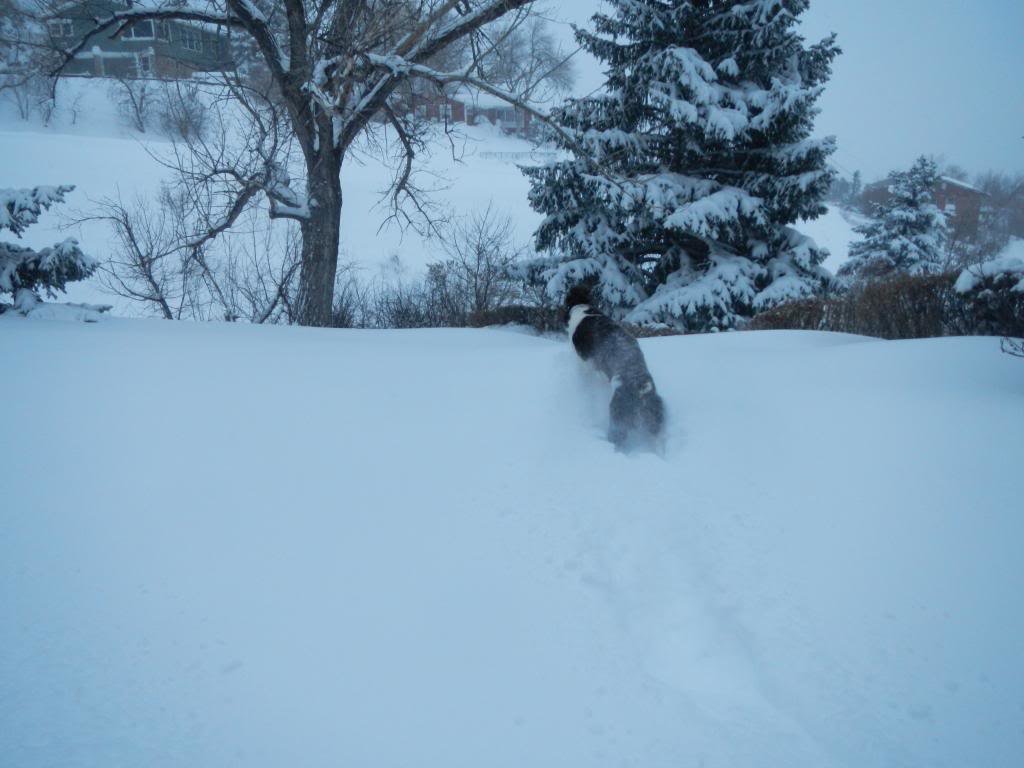 Springsnowstorm2_041013_1071_zps2bb0f5f2_cef13209fd795f039929379a041b97dc25a59044.jpg