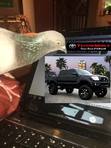 Squatting-Pigeon_3420812d99aa8e295ee4a9f860091e429341aa0a.jpg