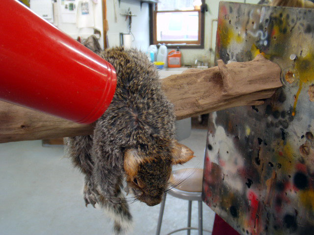 squirrel-blowing-dry.jpg