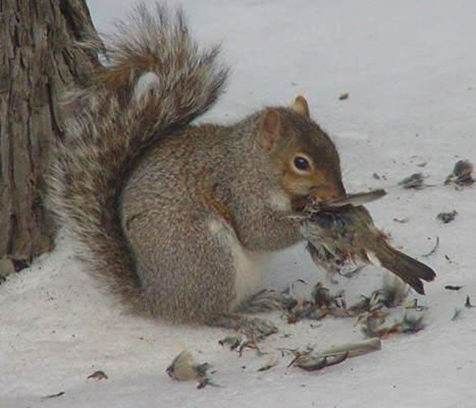 Squirrel Eating A Bird.jpg