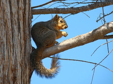 squirrel.jpg