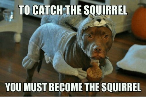 squirrel.jpg