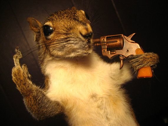 squirrel.jpg