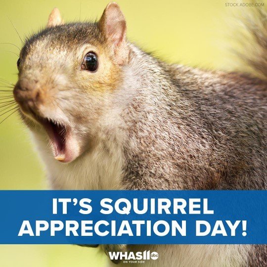 squirrel.jpg