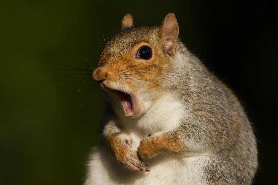 squirrel-lasagna.jpg