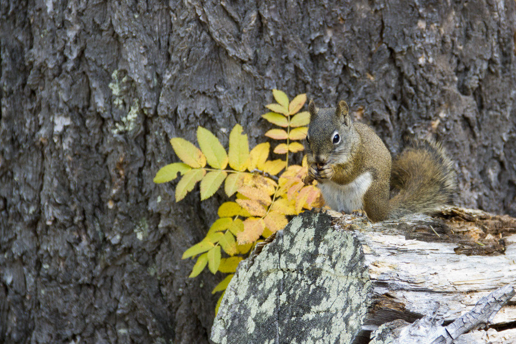 squirrel_8a1cca99388933c72f1a01cfc2aa766d337e831b.jpg
