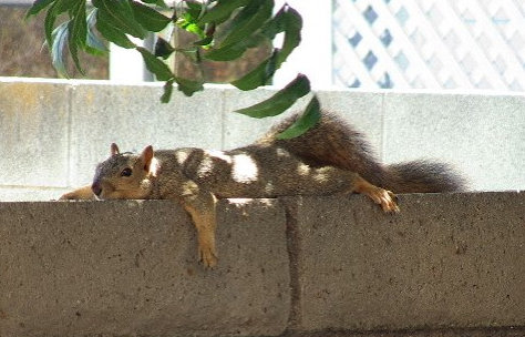 squirrel_lounging_029983595404c8050a54861812875b4698dbb059.jpg