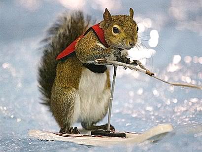 squirrel_waterski_c0cbf590e8443234d0d0d3a0b09f77bd7335074a.jpg