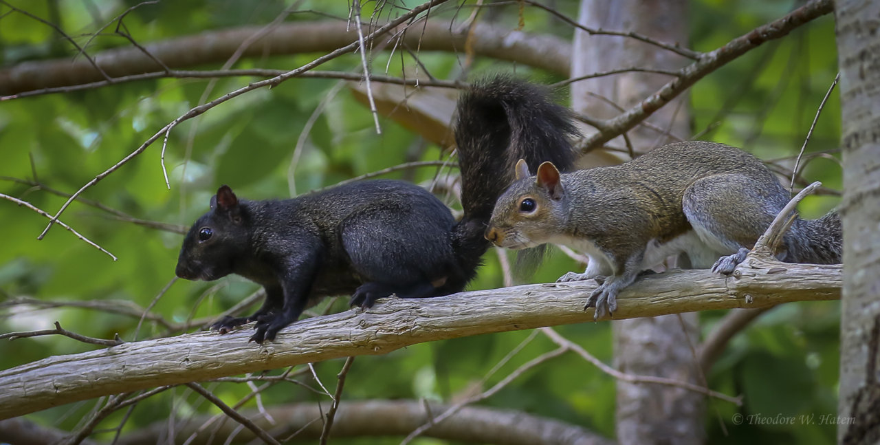 Squirrely.jpg
