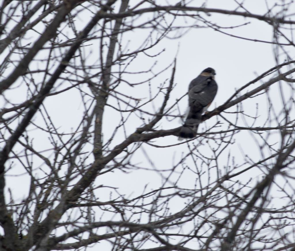 sshawkwind_zpse85a3aa9_40b5d08cdff13afbe1533f92f1ccafca712710b3.jpg
