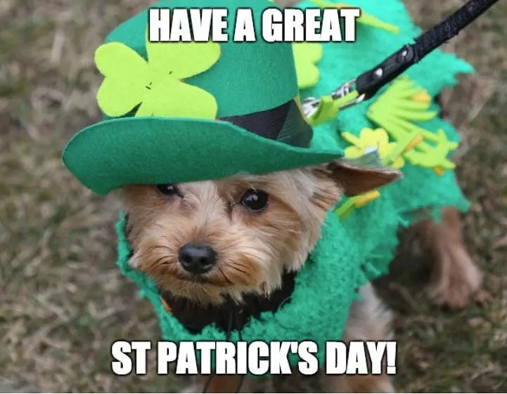 st-patricks-day-memes-14-1584392917482.jpg
