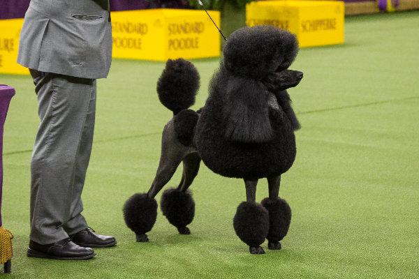 Standard-Poodle_600.jpg
