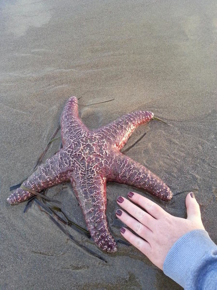 Starfish.jpg