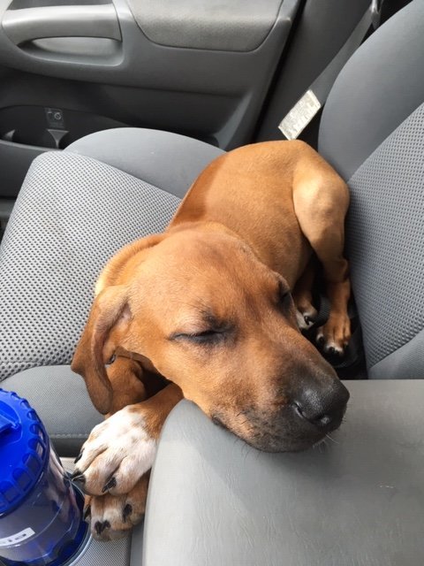 stell puppy.jpg