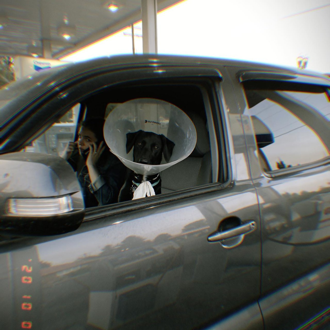 stella in truck.jpg