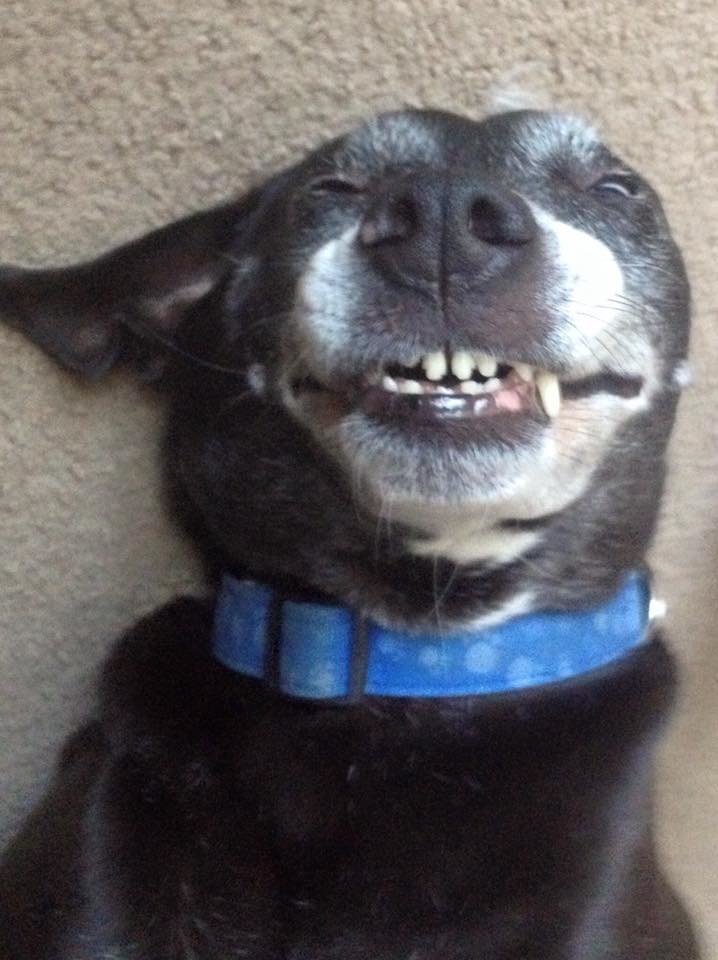 Stella Laughing.jpg