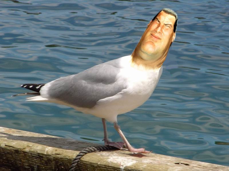 stevenseagull.jpg