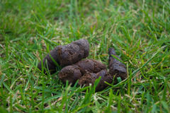 stinking-turd-lawn-dog-playing-sun-41398793.jpg