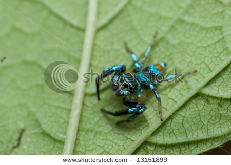 stock-photo-macro-close-up-shot-of-a-blue-jumping-spider-13151899.jpg