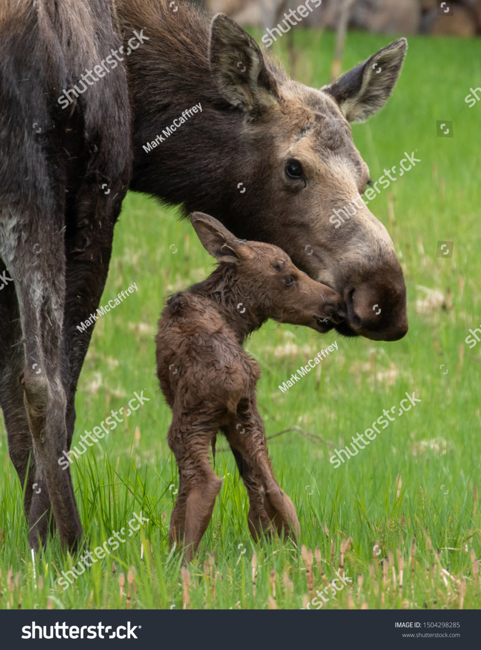 stock-photo-mother-moose-with-calf-the-baby-moose-was-born-less-than-an-hour-before-1504298285.jpg