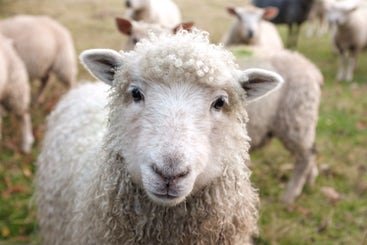 stockphoto-sheep.jpg
