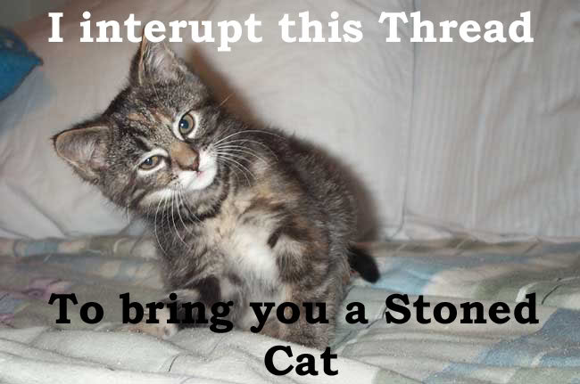 StonedCat_2a2e45f695196b30be48ce5167e354ee7b6640c0.jpg