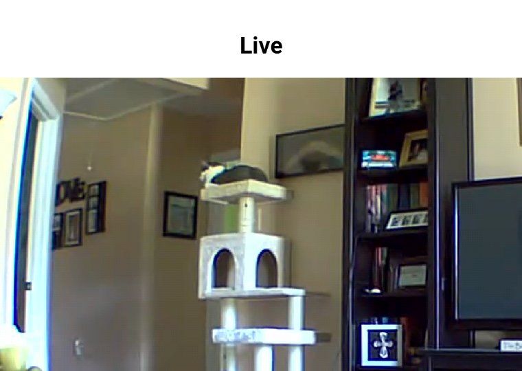 Stormy Cat Tree.jpg