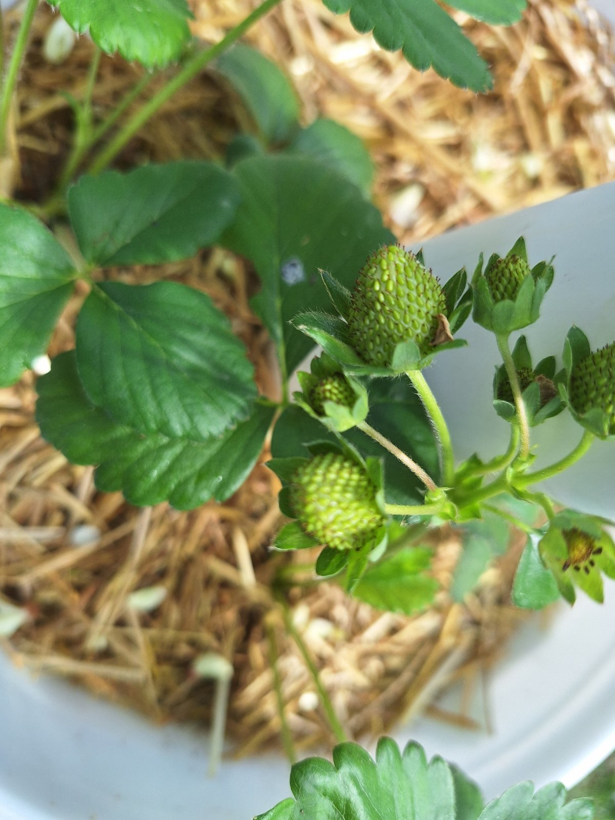 Strawberry.jpg