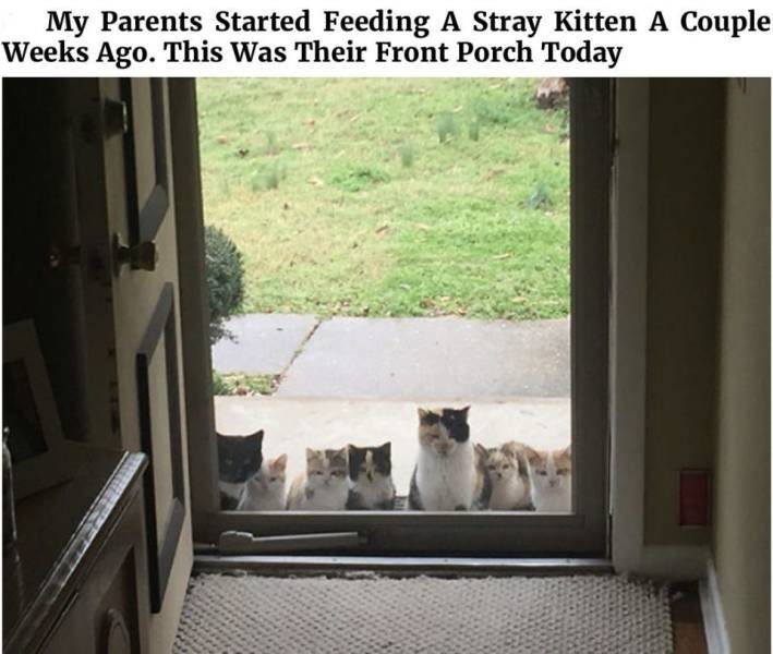stray-cats.jpg