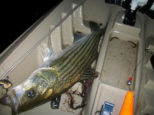 striper1 - Copy.jpg