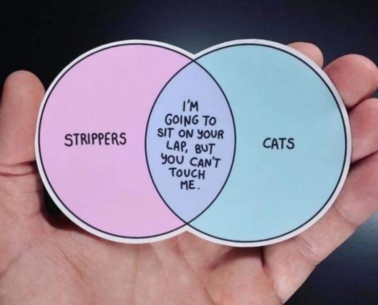 stripper-cats_384990ca0fe631e8076af4d39f110e491ee5b810.jpg