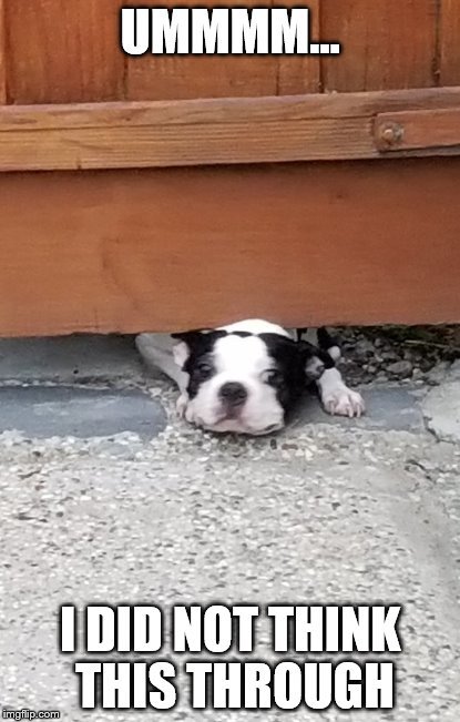 Stuck Pup.jpg