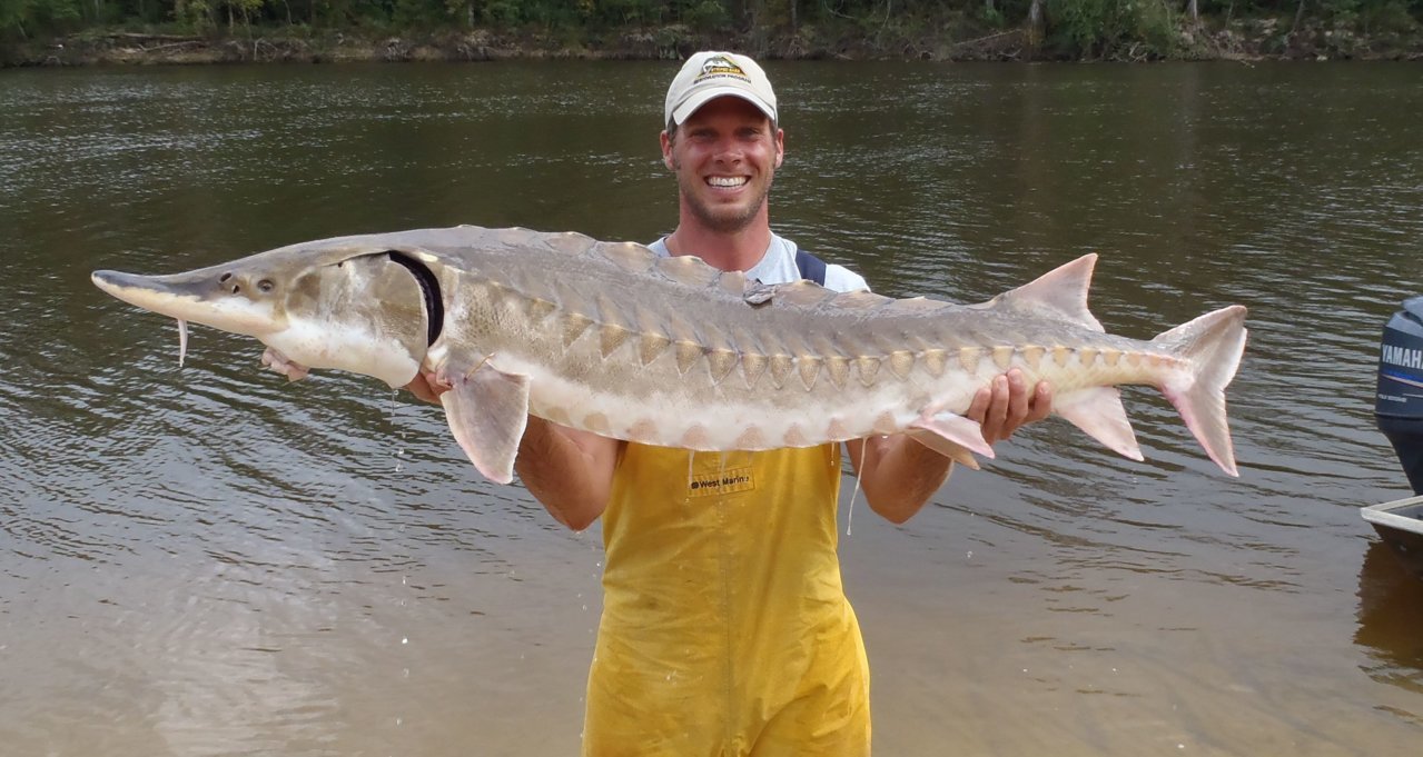 sturgeon.jpg