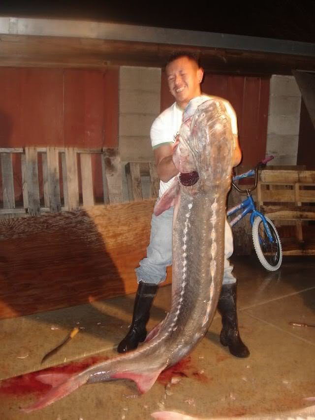 sturgeon_94cd7824782804af6d77756899b1fd50d42e53ea.jpg
