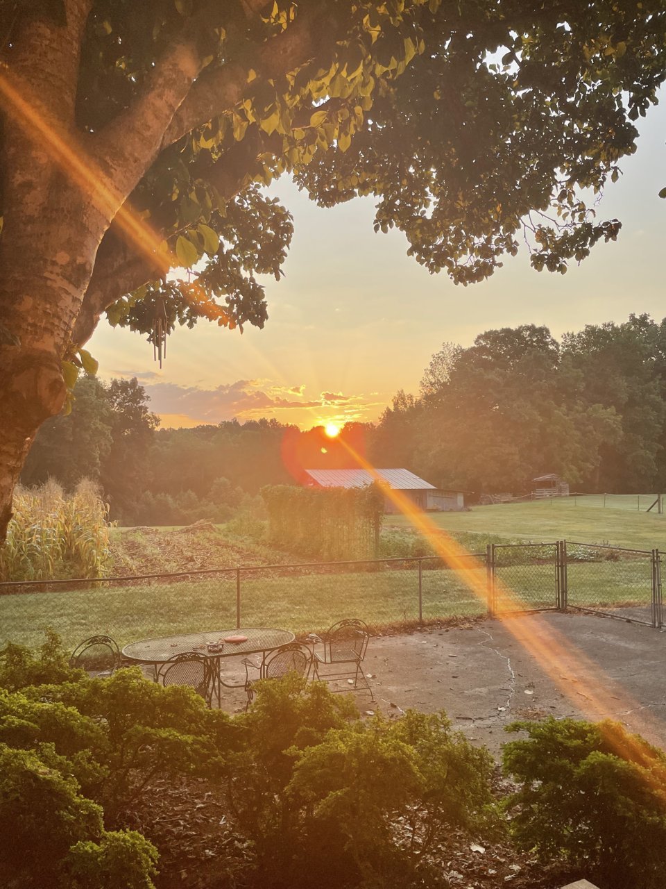 sunrise 8-1-2023 from back porch.jpg