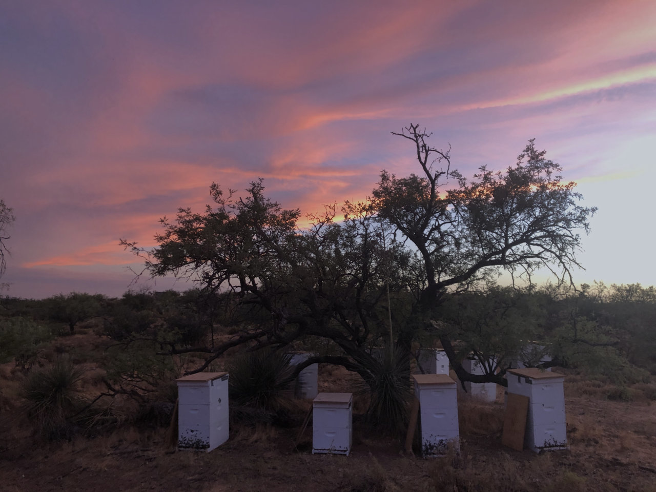 Sunset Apiary.jpg