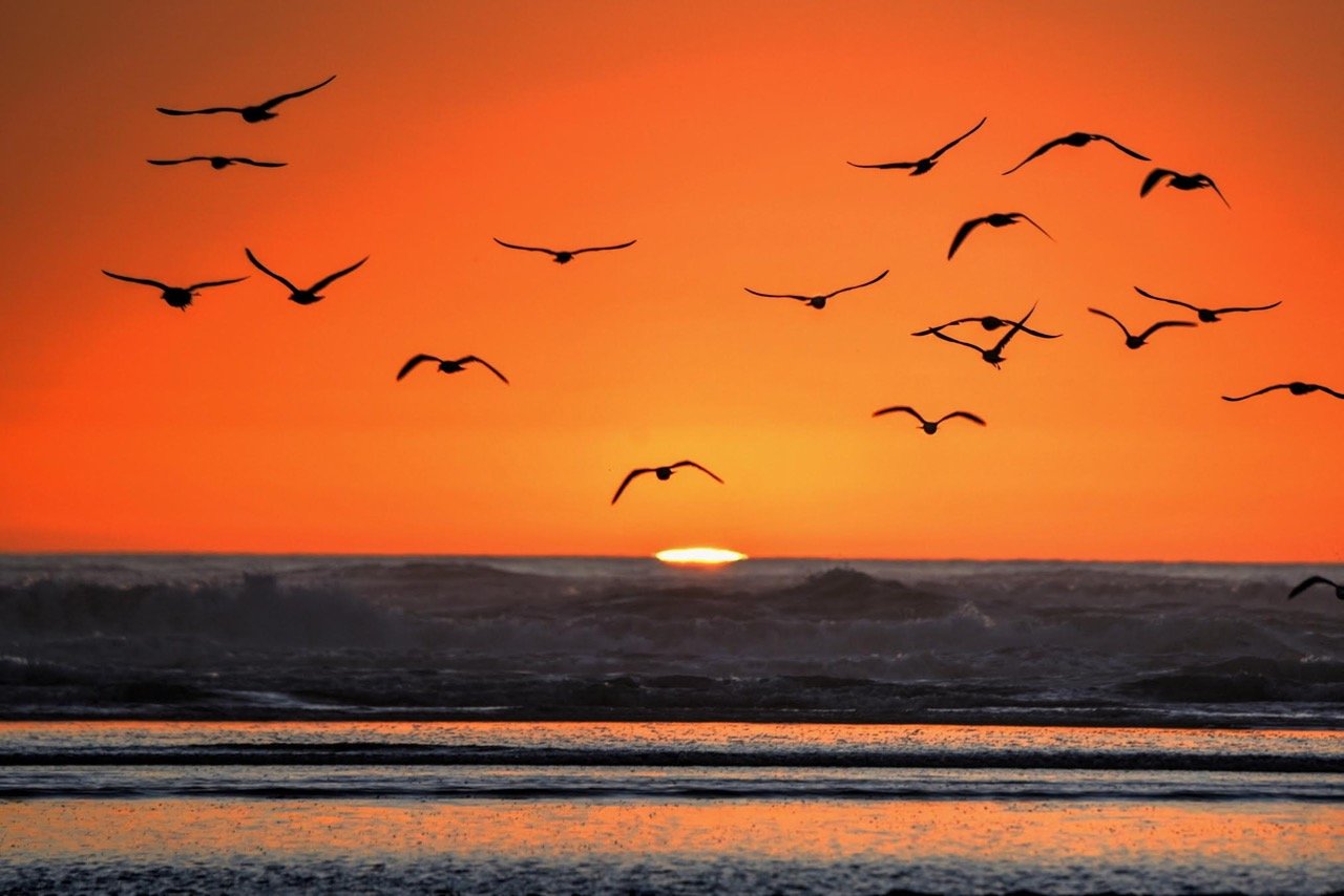 sunset-with-seagulls-ken-gagne-1.jpg