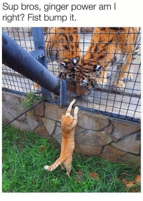 sup-bros-ginger-power-am-i-right-fist-bump-it-40631629.jpg